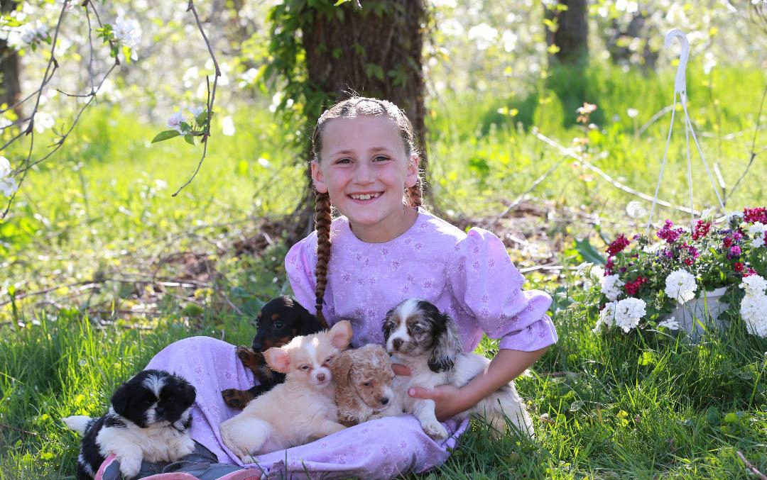 Rainbow creek kennels family raised puppies South Butler, ny